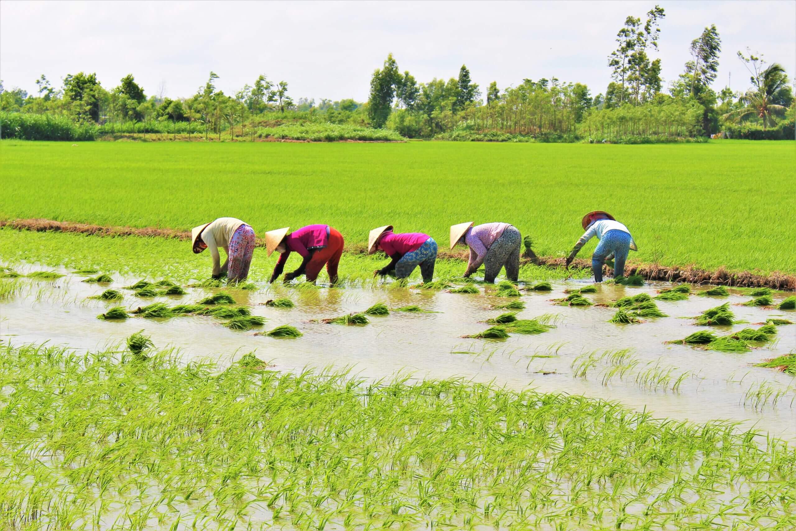 Mekong Delta